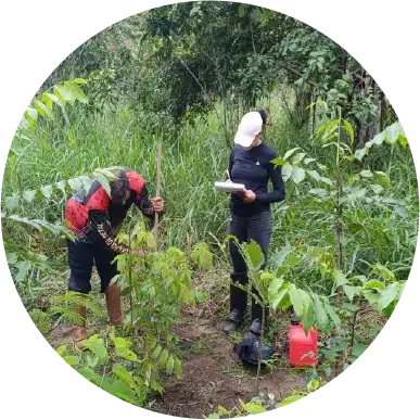 <p>Na Norte Energia, operamos um Sistema de Gestão Integrado (SGI) baseado na ISO 14001 e que estabelece procedimentos e permite monitorar indicadores de desempenho e assegurar a melhoria contínua do desempenho socioambiental.</p>
<p>O Sistema de Gestão de Indicadores ESG (SIESG) foi estruturado e implementado pela Norte Energia em 2023 e vem se consolidando como uma ferramenta de coleta e de gestão integrada de informações e indicadores ESG e sustentabilidade conforme a Norma GRI Standards, SASB, Aneel, dentre outros. A responsabilidade sobre a inserção dos dados no sistema é compartilhada entre diversas áreas da empresa.</p>
