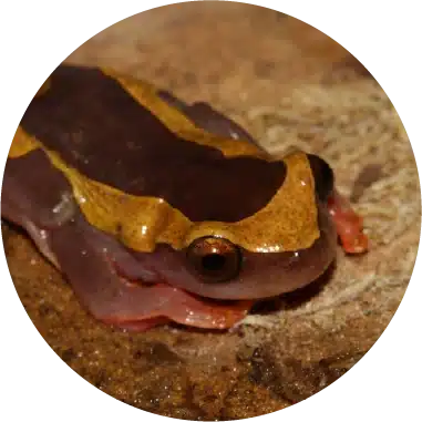 <p>Atuar na conservação e preservação da biodiversidade e dos ambientes naturais na área de influência da UHE Belo Monte é uma prioridade estratégica alinhada com nossa Política de Sustentabilidade. Em 2023, continuamos nossa participação em fóruns relevantes, como a Câmara Técnica de Biodiversidade (CTBio) e o Grupo de Trabalho (GT) Amazônia do CEBDS, além do GT de Meio Ambiente da Abrage. Essas instâncias promovem o compartilhamento de informações e o apoio às articulações institucionais em temas relacionados a clima, biodiversidade, impacto social, recursos hídricos, Amazônia e advocacy.</p>
<p>Para fortalecer nossa gestão, aderimos à Plataforma Ação pela Natureza do CEBDS, em parceria com o WBCSD e a TNFD, participando do Grupo Setorial de Energia e Infraestrutura do projeto-piloto da TNFD. Também nos juntamos à iniciativa Call to Action, da Business for Nature, que convoca ações coletivas para reverter a perda de natureza até 2030. Essas ações demonstram nosso compromisso com a conservação da biodiversidade e dos serviços ecossistêmicos.</p>
<p>No âmbito do licenciamento ambiental, monitoramos espécies vulneráveis e ameaçadas listadas pela IUCN e pela Portaria nº 148/2022 do MMA.</p>
