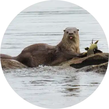 <p>Quanto ao monitoramento da fauna terrestre, a UHE Belo Monte já realizou, ao longo do processo de licenciamento, 24 campanhas de campo até 2023. Essas campanhas abrangeram a observação de anfíbios, répteis, aves, mamíferos de médio e grande porte, além de morcegos, nos módulos de amostragem implantados pela Norte Energia e nos pedrais do leito do rio Xingu.</p>
<p>&nbsp;</p>
<p>A Norte Energia monitora a fauna na região desde 2011, ainda durante a etapa de implantação do empreendimento, e atualmente conta com a participação de moradores de comunidades vizinhas, chamados de “Guardiões da Natureza”, que auxiliam os biólogos tanto nos monitoramentos quanto nas atividades de educação ambiental junto à população local.</p>
