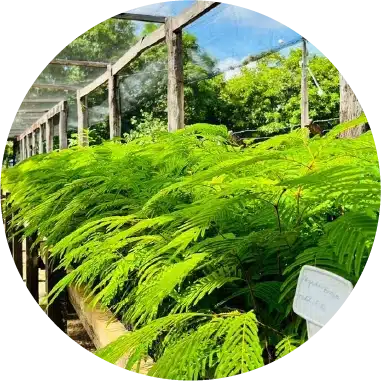 <p>Com o objetivo de contribuir para a conservação da flora e fauna locais, desenvolvemos ações de conscientização ambiental tanto para a população da região quanto para os empregados e terceiros da Norte Energia. Essas iniciativas fazem parte do Programa de Educação Ambiental (PEA) e do Programa de Educação Ambiental dos Trabalhadores (PEAT), ambos vinculados ao PBA.</p>
<p>O PEA oferece campanhas socioeducativas, cursos, palestras, oficinas e visitas para as comunidades locais, abordando temas como biodiversidade, sustentabilidade e conservação de recursos naturais. Já o PEAT orienta colaboradores sobre práticas ambientais e segurança no trabalho, incluindo o uso de kits de emergência e proteção da biodiversidade.</p>
<p>Para promover a sensibilização ambiental, foram instalados três Núcleos de Educação Ambiental do Xingu (Nucleax) e o Centro Regional de Educação Ambiental do Xingu (Creax), em Altamira. Em 2023, essas ações seguiram ativas com a participação de diversas partes interessadas e a formação de técnicos como multiplicadores ambientais.</p>
